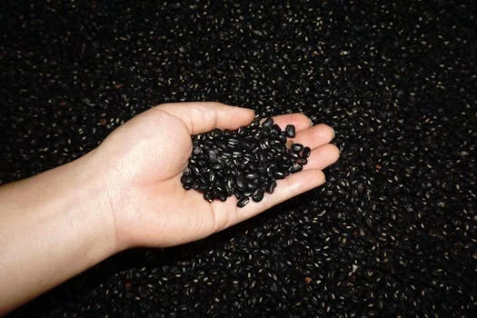 vegetarian black bean burrito fresh